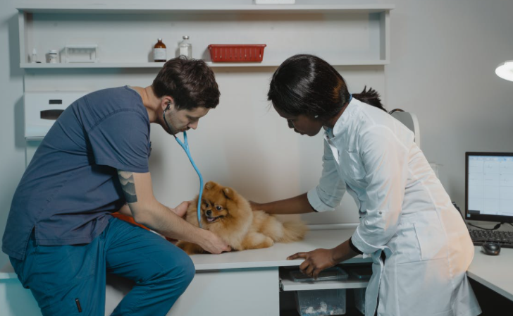 Marketing Ideas for Vets