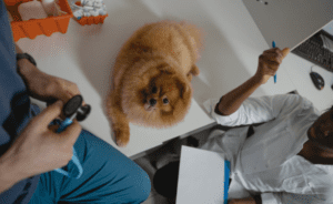 Marketing Ideas for Vets