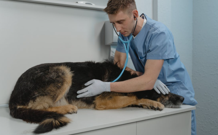 Successful Marketing Tips to Enhance Your Veterinary Clinic Revenue