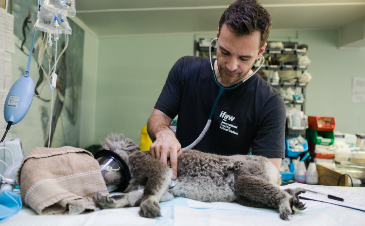 Marketing Ideas to Elevate Your Veterinary Clinic Growth
